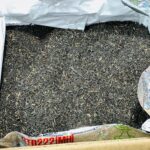 چای چکش سبز دوپنکه ۲۲۲ اکبر (اصیل سیلان – ۴۵۰ گرمی) - Image 7