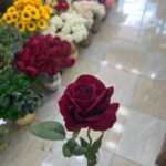 شاخه گل