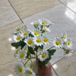 بوته بابونه