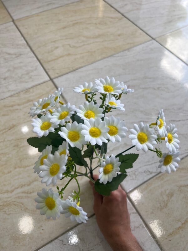 بوته بابونه