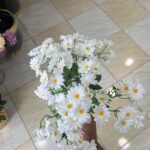 بوته بابونه